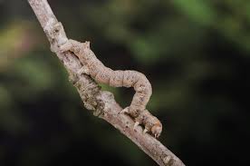 Attēlu rezultāti vaicājumam “Colotois pennaria”