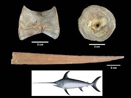 Image result for Xiphias gladius