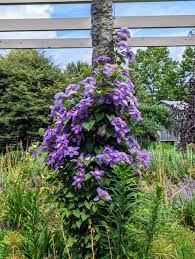 Attēlu rezultāti vaicājumam “Clematis flower”