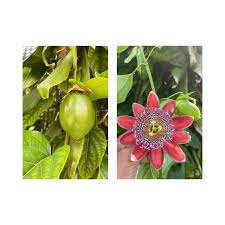 Attēlu rezultāti vaicājumam “Campanula patula fruit”