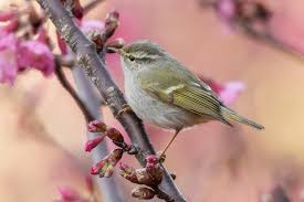 Image result for Phylloscopus humei