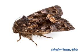 Attēlu rezultāti vaicājumam “Noctuidae”