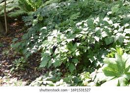 Attēlu rezultāti vaicājumam “Actaea spicata fruit”