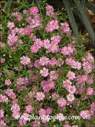 Attēlu rezultāti vaicājumam “Gypsophila muralis flower”