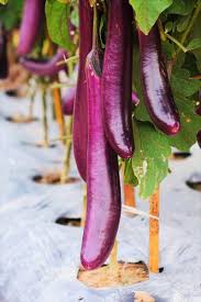 Afbeeldingsresultaat voor fengyuan purple eggplant