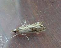 Attēlu rezultāti vaicājumam “Catoptria verellus”