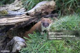 Attēlu rezultāti vaicājumam “Mustela erminea adult”