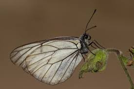 Attēlu rezultāti vaicājumam “Aporia crataegi male”