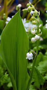 Attēlu rezultāti vaicājumam “Convallaria majalis leaf”