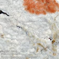 Attēlu rezultāti vaicājumam “Physisporinus sanguinolentus”