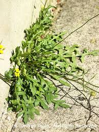 Attēlu rezultāti vaicājumam “Diplotaxis muralis fruit”