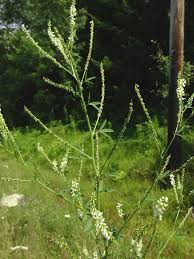 Attēlu rezultāti vaicājumam “Melilotus albus leaf”