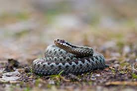 Attēlu rezultāti vaicājumam “Vipera berus adult”