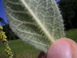 Attēlu rezultāti vaicājumam “Verbascum thapsus leaf”