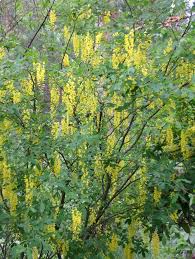Attēlu rezultāti vaicājumam “Laburnum alpinum flower”