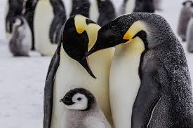 Image result for penguin