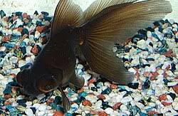 Image result for 出目金