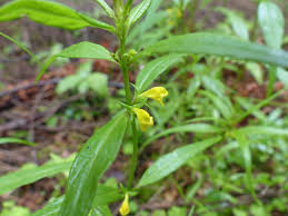 Attēlu rezultāti vaicājumam “Melampyrum sylvaticum”