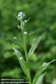 Attēlu rezultāti vaicājumam “Myosotis micrantha”