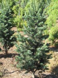 Attēlu rezultāti vaicājumam “Abies concolor”