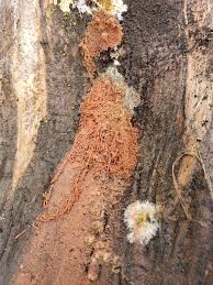 Attēlu rezultāti vaicājumam “Heterotrichia oerstedii (syn. Arcyria oerstedii) sessile”