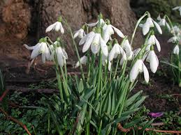 Attēlu rezultāti vaicājumam “Galanthus nivalis fruit”