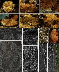 Attēlu rezultāti vaicājumam “Arcyria globosa young”