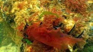 Attēlu rezultāti vaicājumam “Enteromorpha sp.”