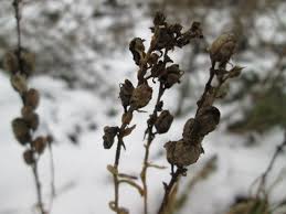 Attēlu rezultāti vaicājumam “Linaria vulgaris bud”