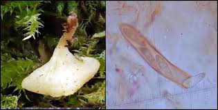 Attēlu rezultāti vaicājumam “Hymenoscyphus calyculus”