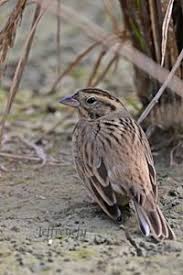 Image result for Emberiza aureola