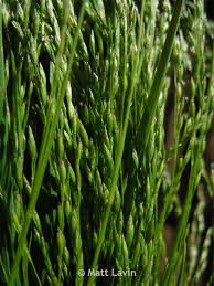 Attēlu rezultāti vaicājumam “Poa palustris leaf”