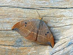 Attēlu rezultāti vaicājumam “Watsonalla binaria”