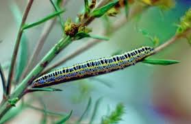 Attēlu rezultāti vaicājumam “Calophasia lunula”