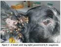 <b>Infestazione</b> da Zecche www.adozionecani.com