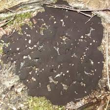 Attēlu rezultāti vaicājumam “Symphytocarpus impexus”