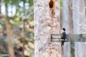 Attēlu rezultāti vaicājumam “Dryocopus martius nest”