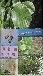 Attēlu rezultāti vaicājumam “Alnus glutinosa”