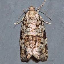 Attēlu rezultāti vaicājumam “Dichelia histrionana”