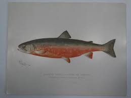 Image result for Salvelinus alpinus