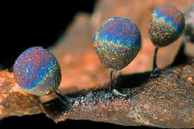 Attēlu rezultāti vaicājumam “Stemonitopsis amoena spores”