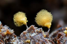 Attēlu rezultāti vaicājumam “Clastoderma debaryanum spores”