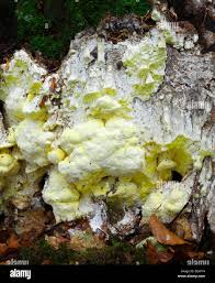 Attēlu rezultāti vaicājumam “Antrodia xantha”