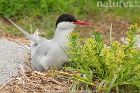 Attēlu rezultāti vaicājumam “Sterna”