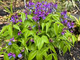 Attēlu rezultāti vaicājumam “Lathyrus vernus bud”