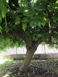 Attēlu rezultāti vaicājumam “Morus alba”