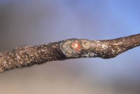 Attēlu rezultāti vaicājumam “Gymnocladus dioicus bud”