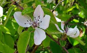 Attēlu rezultāti vaicājumam “Cydonia oblonga flower”