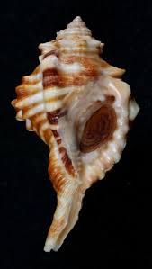 Attēlu rezultāti vaicājumam “Retinia resinella exuvia”