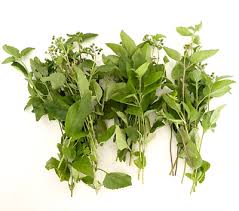 Image result for Ageratum conyzoides